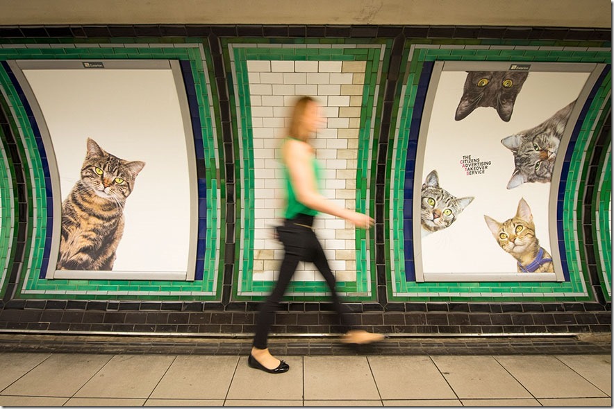 cat-ads-underground-subway-metro-london-11