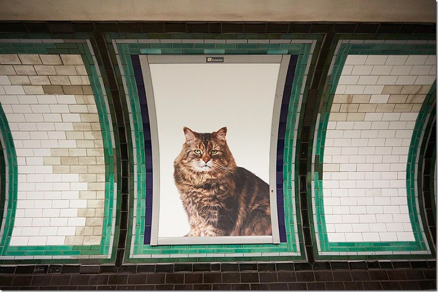 cat-ads-underground-subway-metro-london-2