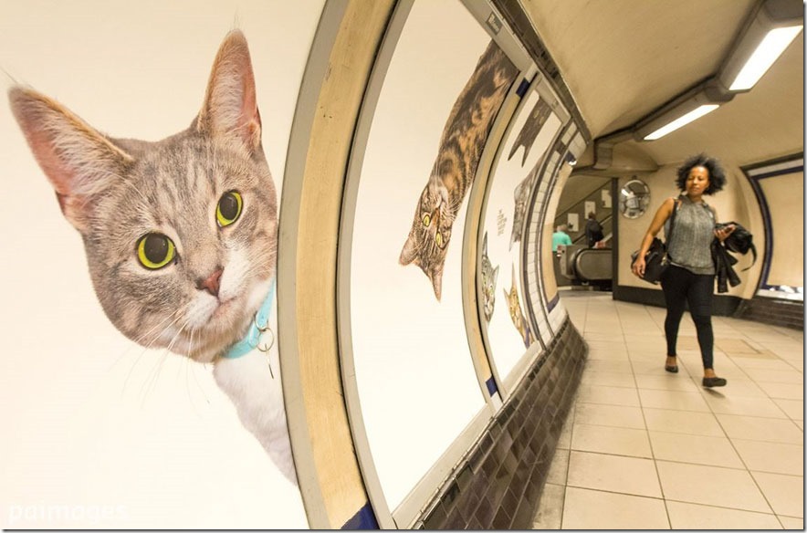 【猫好き歓喜】ロンドンの地下鉄が全面ジャックされ猫まみれに！猫界の大富豪による犯行か？