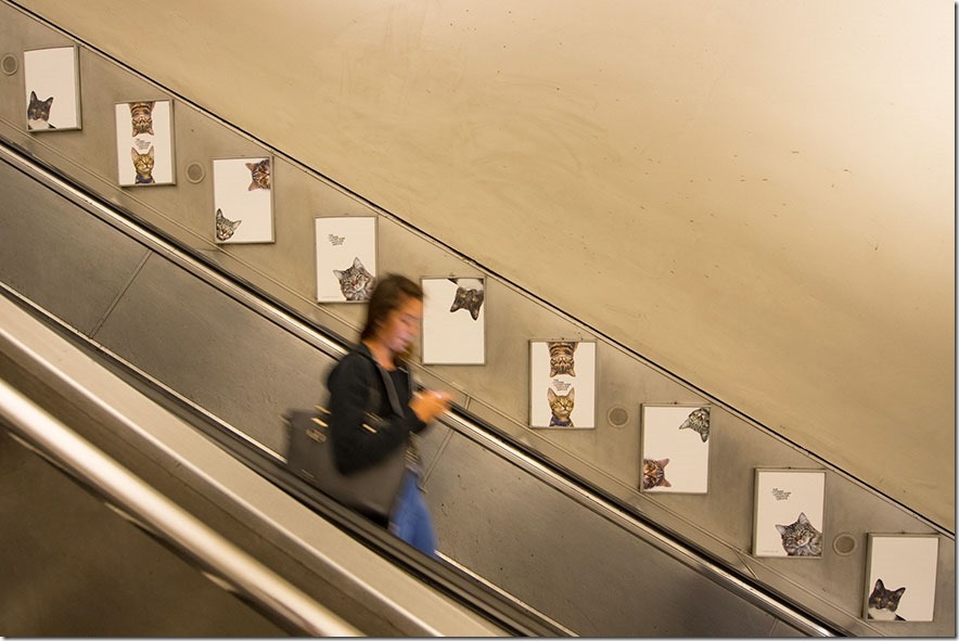 cat-ads-underground-subway-metro-london-9