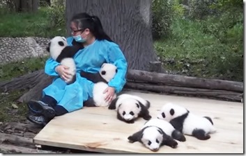 hugger-panda-nanny-best-job-protection-research-center-3