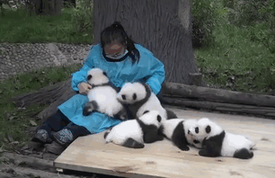 hugger-panda-nanny-best-job-protection-research-center-gif-2
