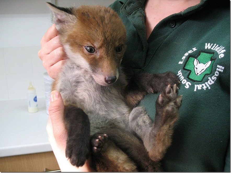 rescued-fox-muddsey-1 (1)