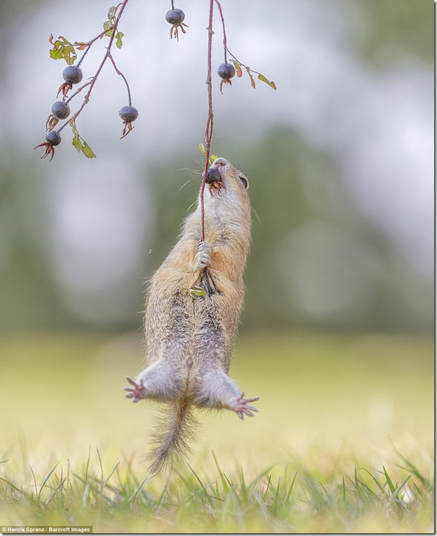392FF41300000578-0-The_fruits_of_labour_A_European_ground_squirrel_does_everything_-m-101_1475839427850