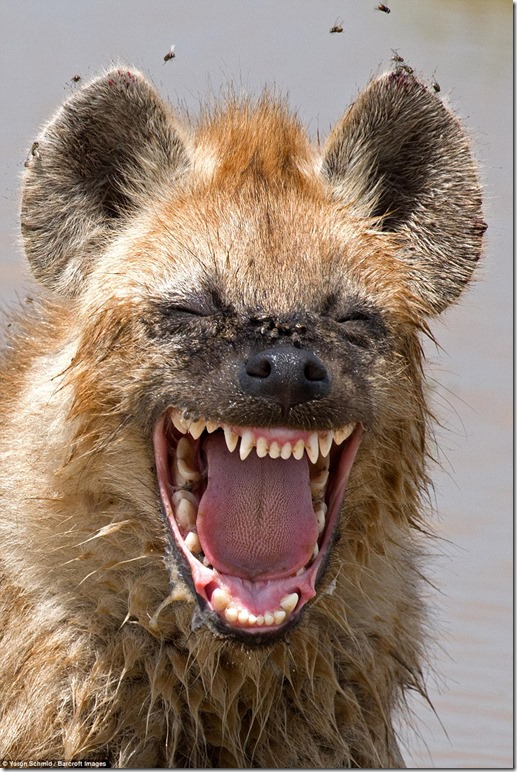 【画像】野生動物フォトコンテスト２０１６、コミカル部門入賞作品があなたを笑顔にする!!