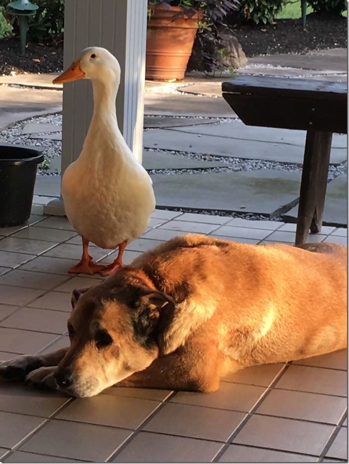 duck-saves-dog-depression-george-10