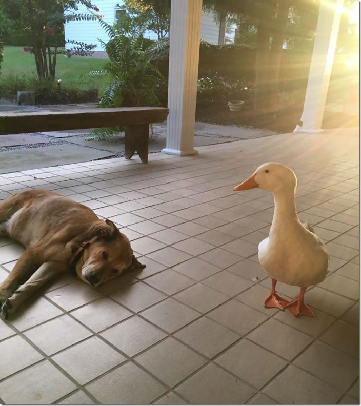 duck-saves-dog-depression-george-11