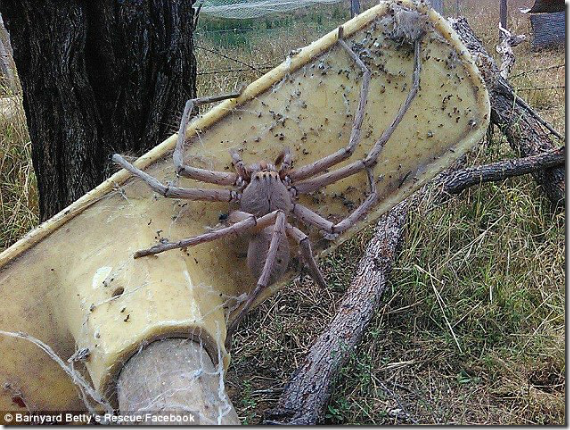 【画像】規格外に巨大なアシダカグモがオーストラリアで見つかる。これ蜘蛛というよりカニだろ…