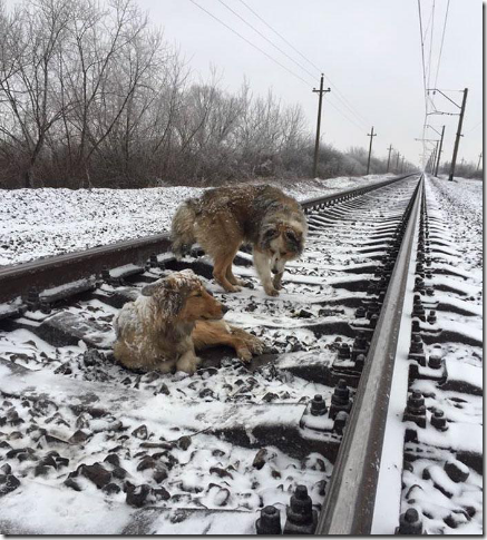 大怪我を負い線路上に立ち往生する犬、そこに助けに現れた勇敢な「友達」とは？！