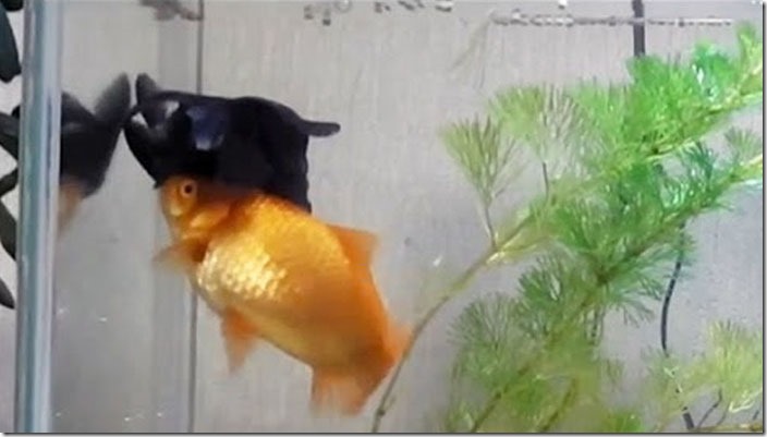 goldfish-helps-sick-friend-feed-stay-alive-1
