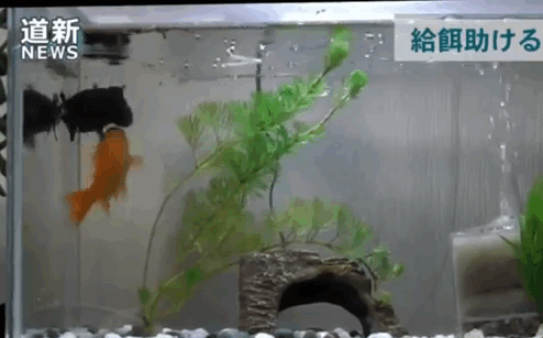 goldfish-helps-sick-friend-feed-stay-alive001