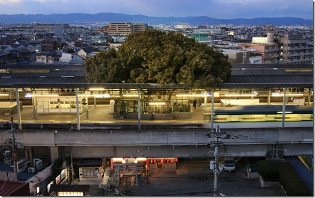 train-station-700-year-old-tree-kayashima-japan-2