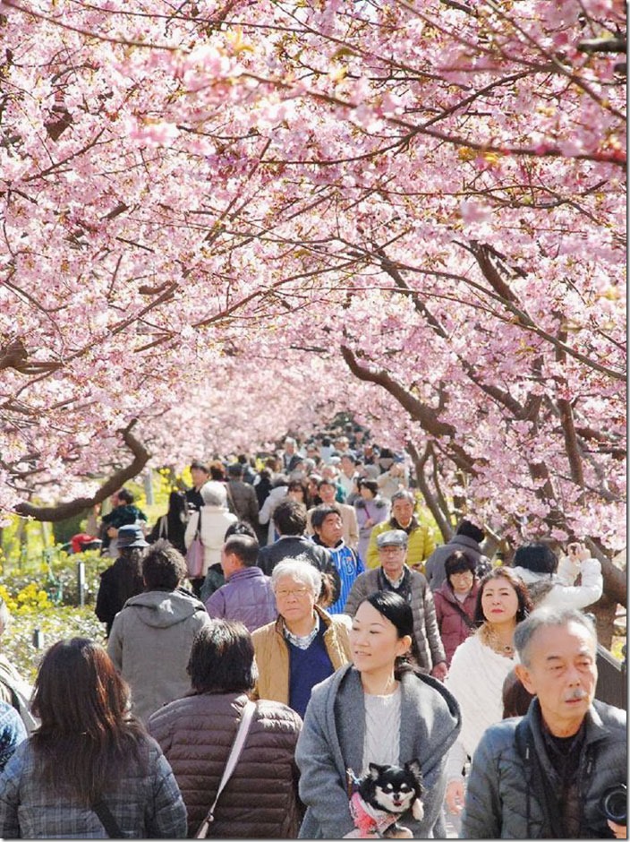 kawazu-cherry-blossoms-shizuoka-japan-13