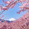 春を先取りした日本の河津桜に、世界から感嘆の声「みんな好きになっちゃうくらい日本っていいとこだよ」