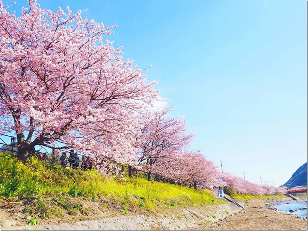 kawazu-cherry-blossoms-shizuoka-japan-2