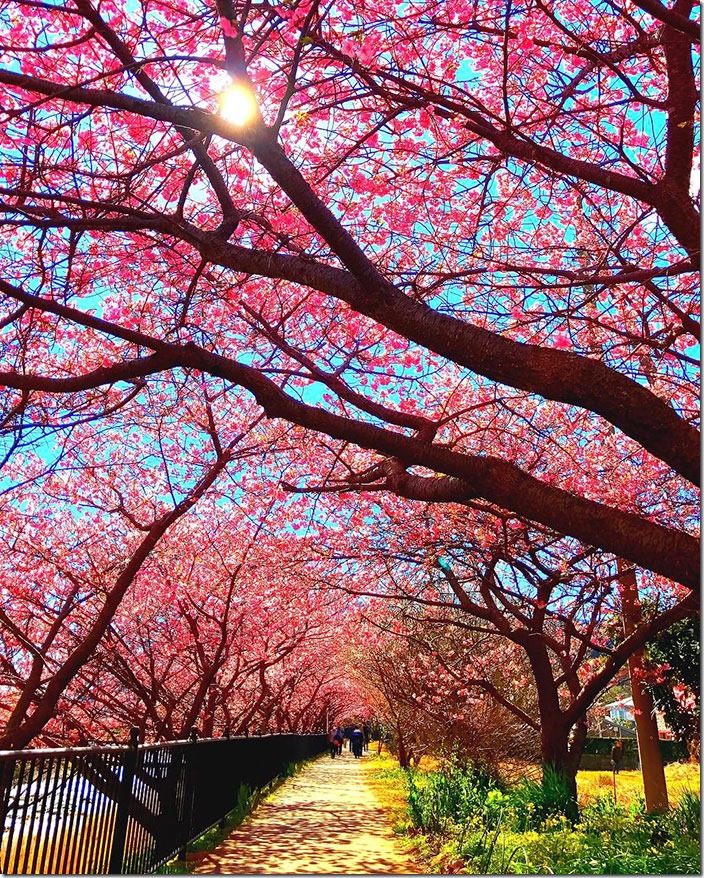 kawazu-cherry-blossoms-shizuoka-japan-3