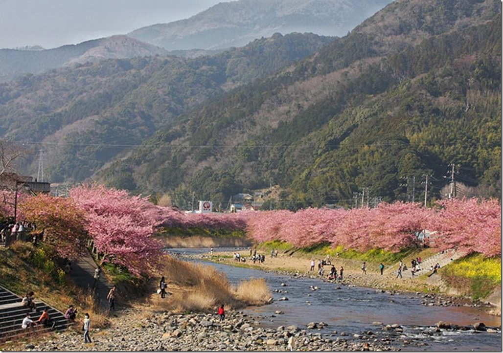 kawazu-cherry-blossoms-shizuoka-japan-5