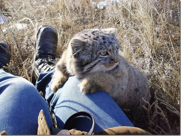 russian-farmer-wild-cat-kittens-manul-1