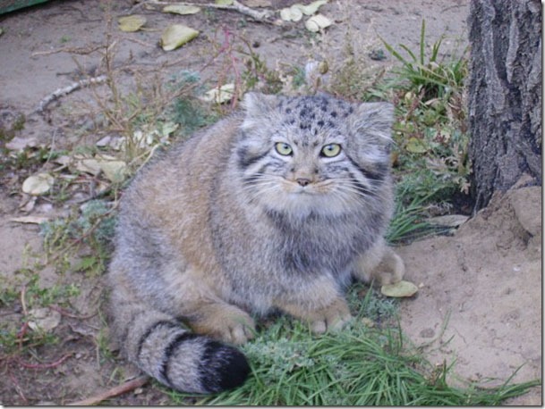 russian-farmer-wild-cat-kittens-manul-2